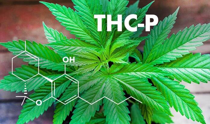 THC-P - A New Cannabinoid