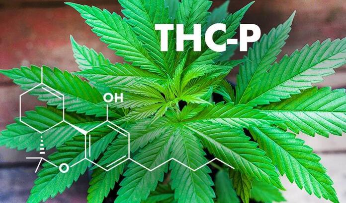 THC-P - A New Cannabinoid - CBD Direct Solutions