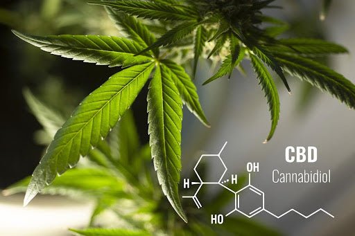 THCP vs Cannabinoids - CBD Direct Solutions