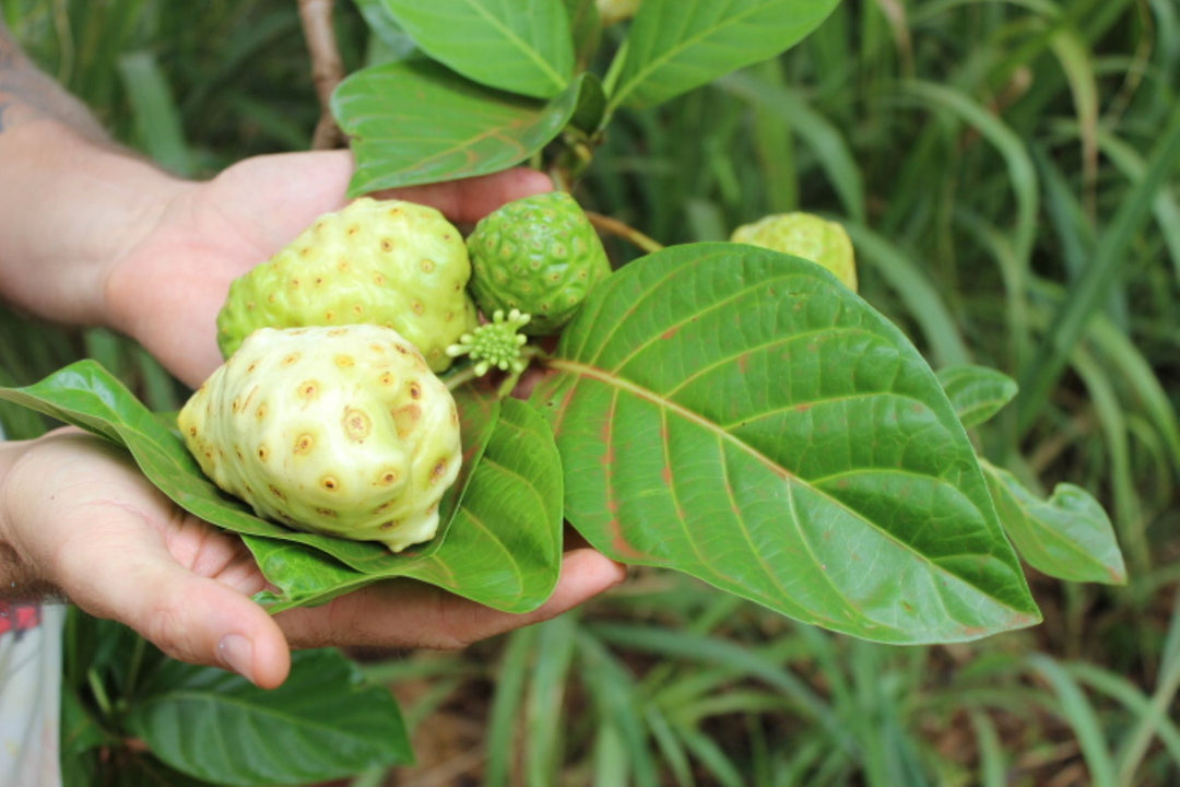 Close-up of a freshly hand-picked, ripe Kauai-grown Noni fruit (Morinda citrifolia), carefully cultivated and harvested from the Hindu Monastery in Kauai, a key ingredient in Aina Wellness Tropical CBD Topical Balm | CBD Direct Solutions