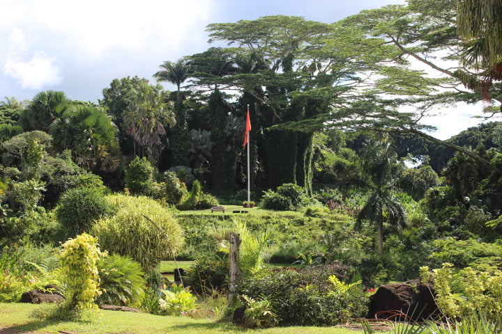 The Hindu Monastery in Kauai, a serene and peaceful setting surrounded by lush greenery, where Kauai-grown botanicals like Noni fruit are carefully cultivated for Aina Wellness CBD products | CBD Direct Solutions